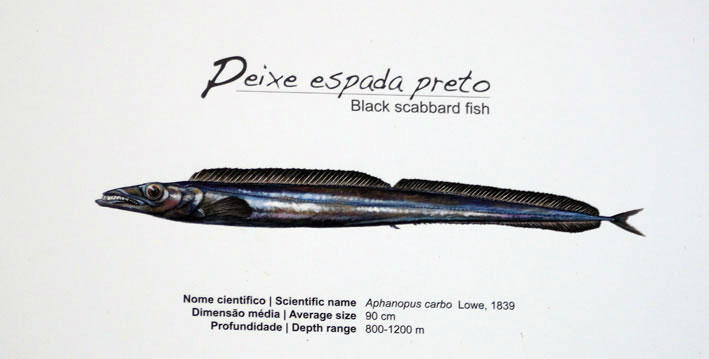 Madeira_Funchal_fiskeplakat