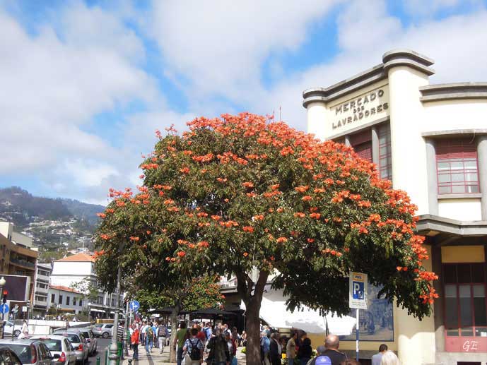 Madeira_Funchal_ved_markedshallen.