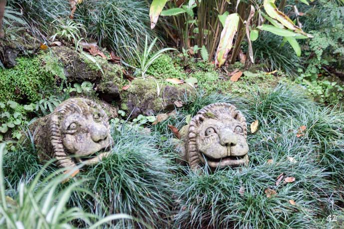 Madeira_Monte_lions