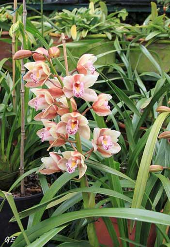 Madeira_Monte_orkide