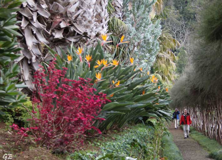 Madeira_Monte_papegoyeblomster