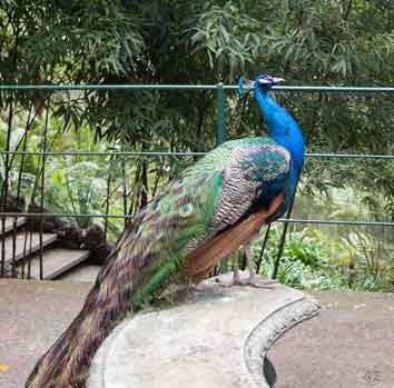 Madeira_Monte_paafugl