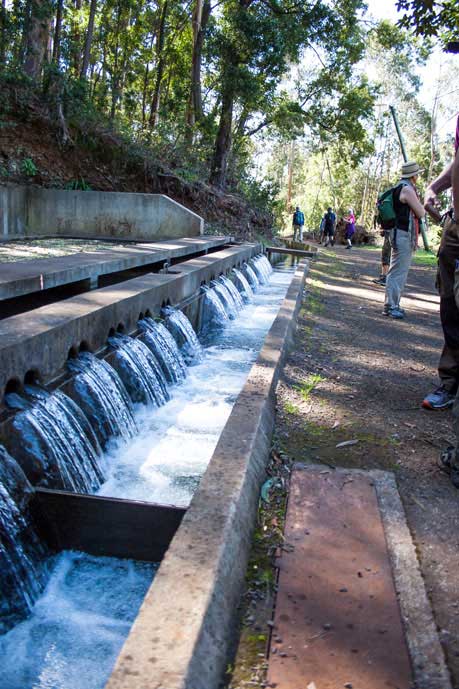 Madeira_Monte_Camacha_levadavandring