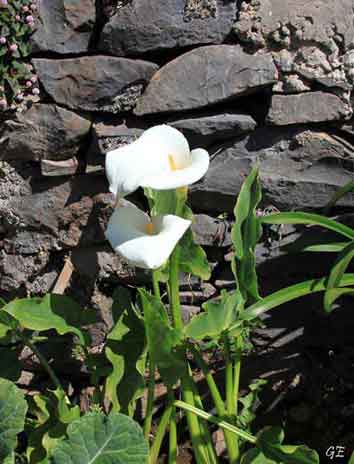 Madeira_Monte_Camacha_levadavandring