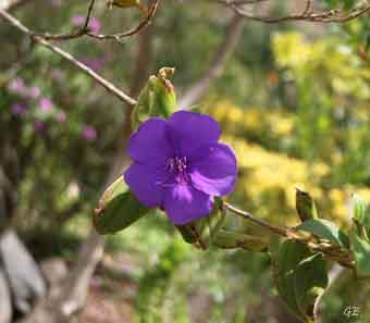 Madeira_Monte_Camacha_levadavandring