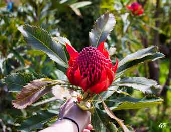 Madeira_Monte_Camacha_levadavandring_gnom