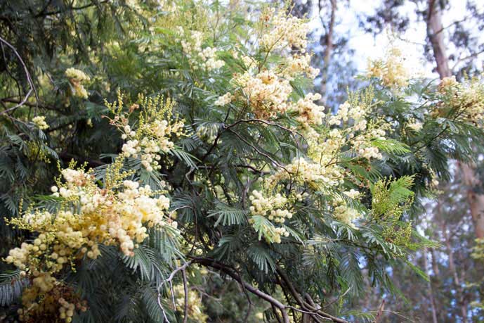 Madeira_Monte_Camacha_levadavandring_mimosa