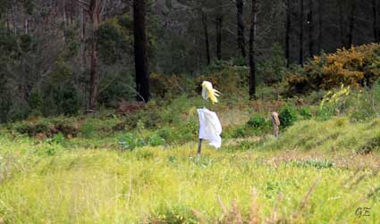 Madeira_Prazeres_Calheta_fugleskremsel