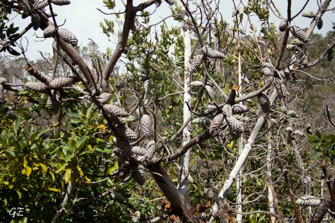 Madeira_Prazeres_Calheta_levadavandring