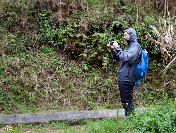 Madeira_Prazeres_Calheta_levadavandring