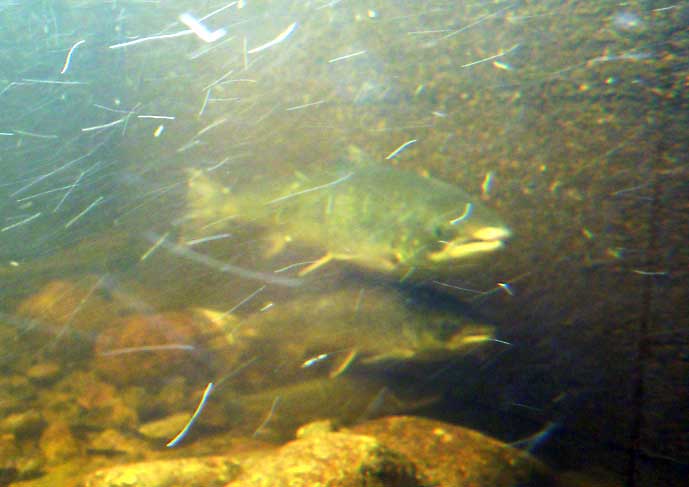 Fiskumfoss_lakseakvarium.