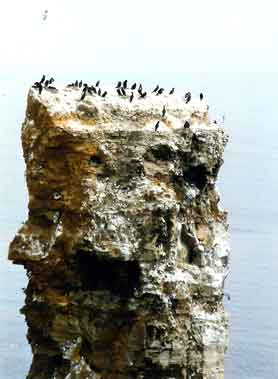 England_klippe_med_fugl