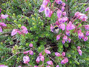 Peer_Gyntveien_lyng_og_bi