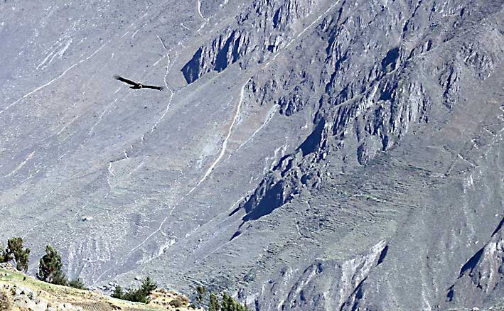 Peru_Colca_Canyon_condor
