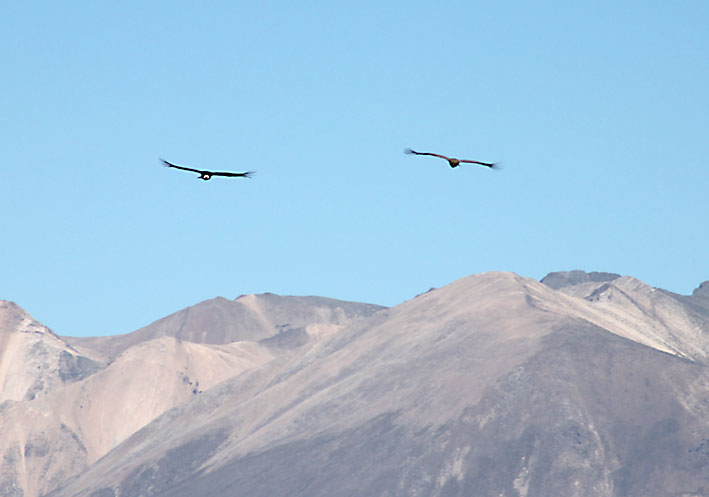 Peru_Colca_Canyon_condorer