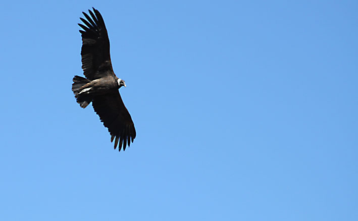 Peru_Colca_Canyon_en_condor