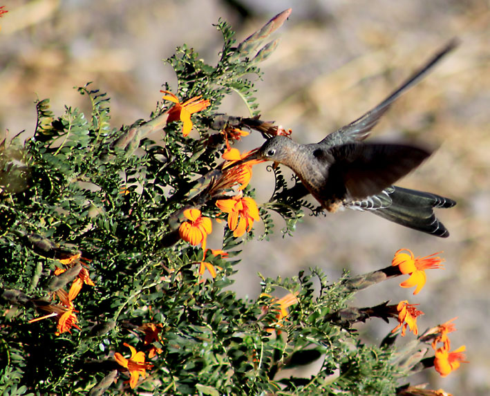 Peru_Colca_Valley_kolibri