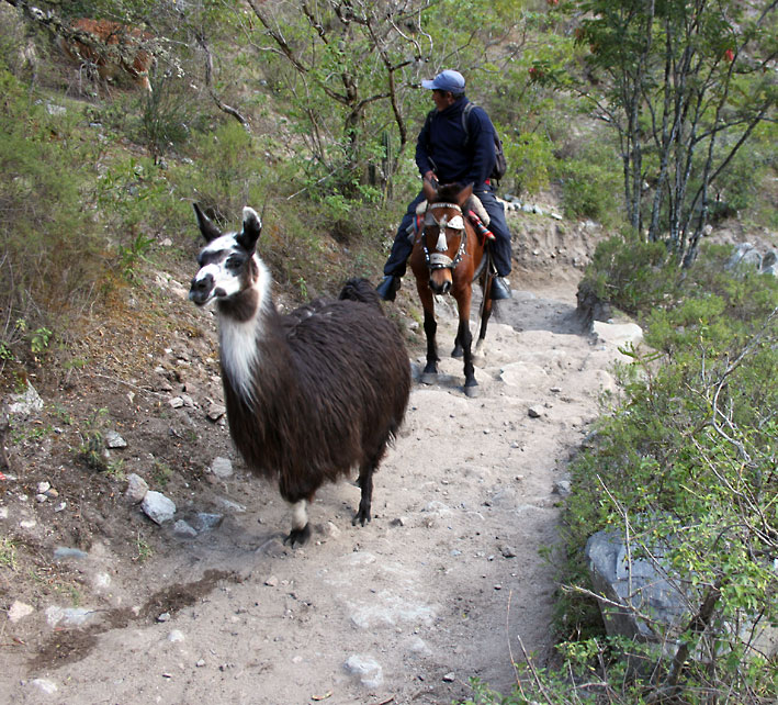 Peru_Inkatrail_lama_og_hest