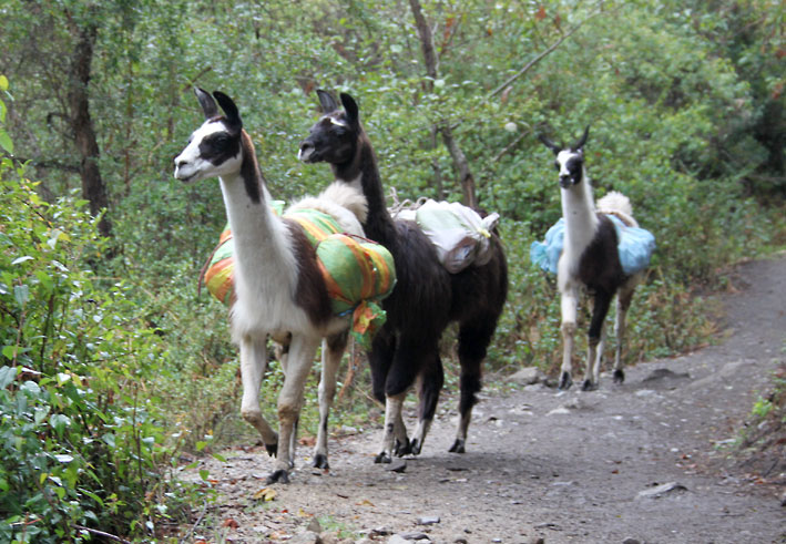 Peru_Inkatrail_tre_lamaer
