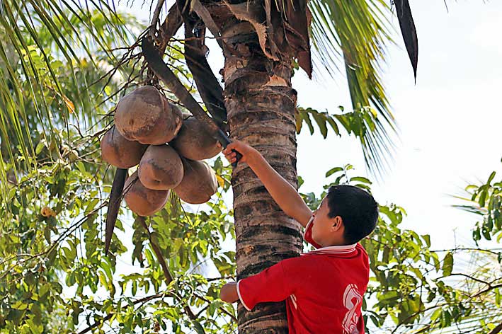 Peru_Puerto_Maldonado_innhoesting_
                  for_Wasai_Lodge