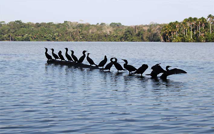 Peru_Sandoval_fugler