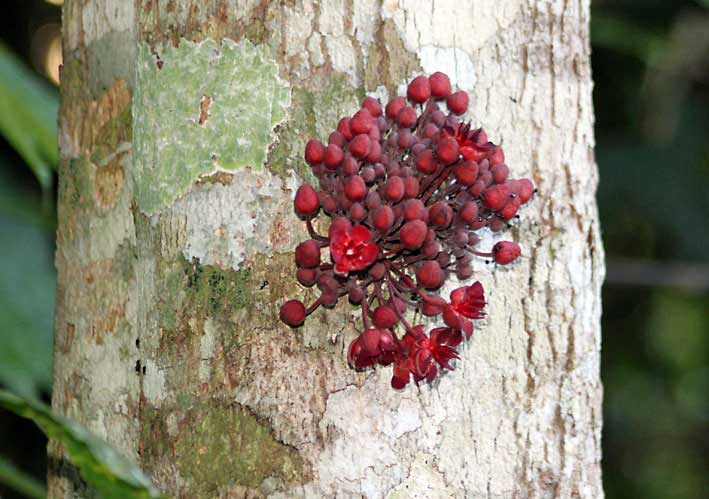 Peru_Tambopata_blomst_paa_tre