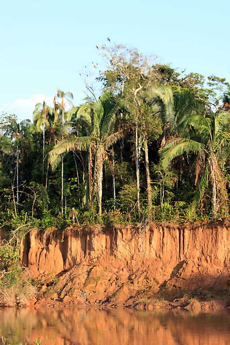 Peru_Tambopata_clay_lick