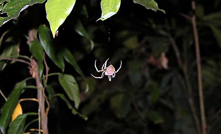 Peru_Tambopata_edderkopp