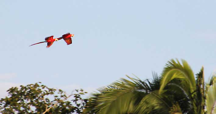 Peru_Tambopata_flyvende_papegoyer