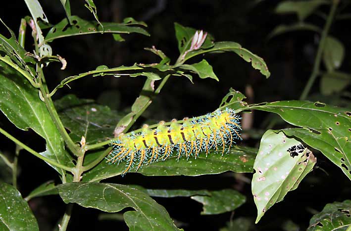 Peru_Tambopata_dyr_med_mange_bein