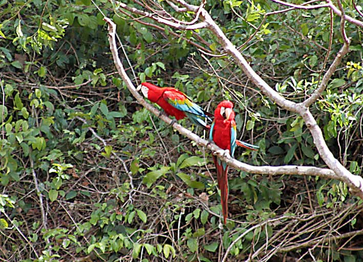 Peru_Tambopata_papegoyer