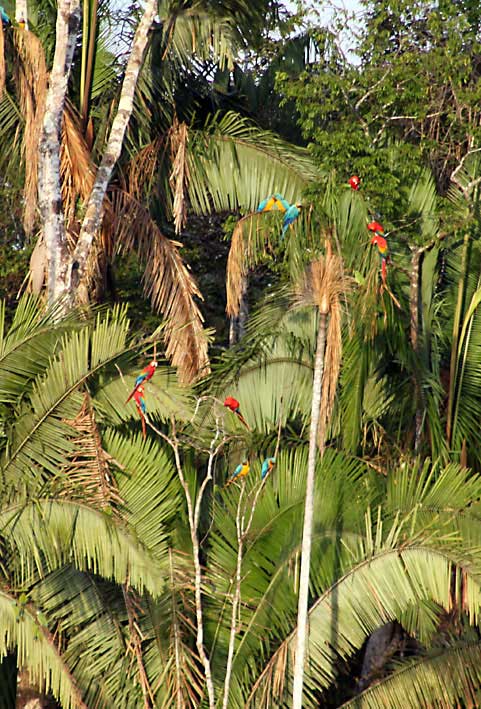 Peru_Tambopata_papegoyer