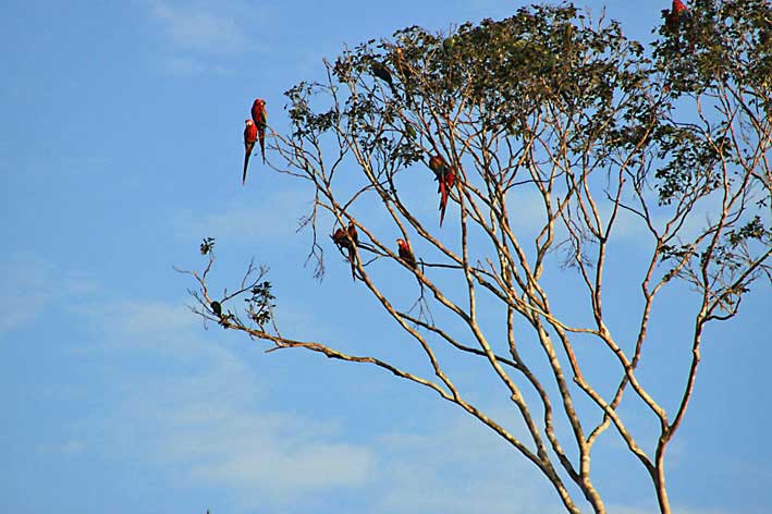 Peru_Tambopata_papegoyer_i_et_tre