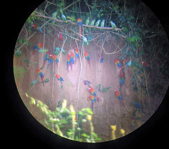 Peru_Tambopata_papegoyer_i_kikkerten