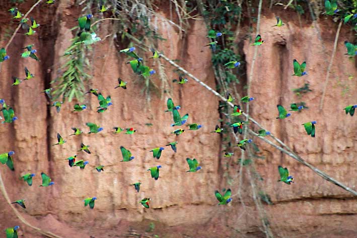 Peru_Tambopata_parakitter