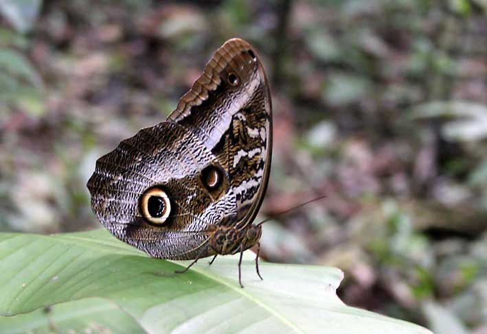 Peru_Tambopata_sommerfugl