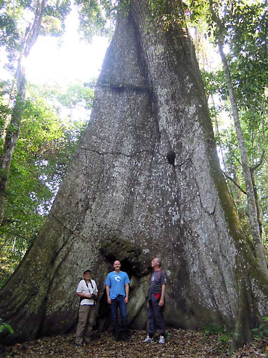 Peru_Tambopata_stort_tre_Grete_Geir_Karl_Martin