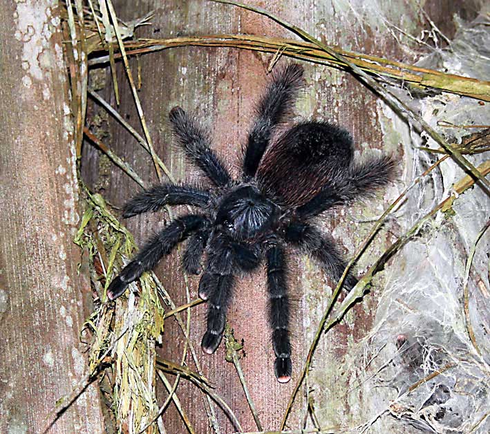 Peru_Tambopata_tarantella