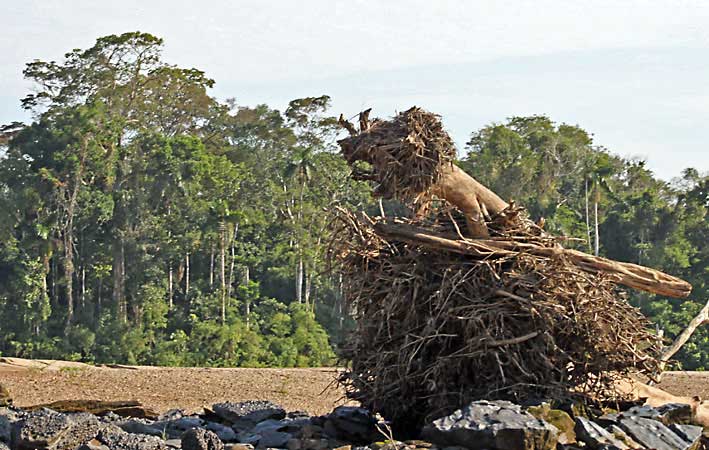 Peru_Tambopata_the_lion