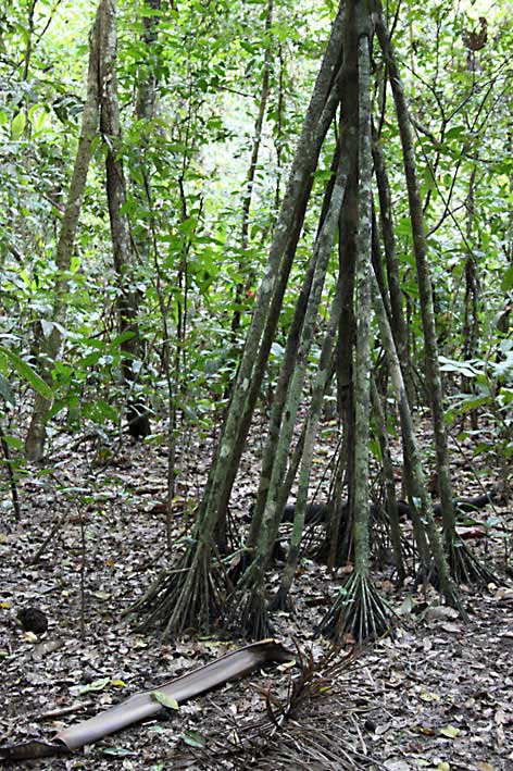 Peru_Tambopata_vandrende_palme