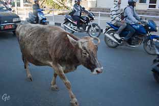 Nepal_Kathmandu_ku_og_motorsykler