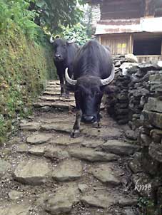 Nepal_trekking_Ghandruk