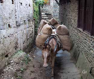 Nepal_trekking_Ghandruk