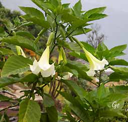 Nepal_trekking_Pokhara_Pothana