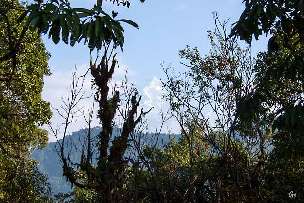 Nepal_trekking_Pothana_Ghandruk