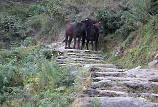 Nepal_trekking_Pothana_Ghandruk