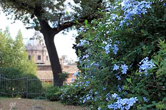 Roma_Forum-Romanum_blomster