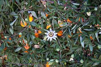 Castelmola_blomst_og_appelsiner