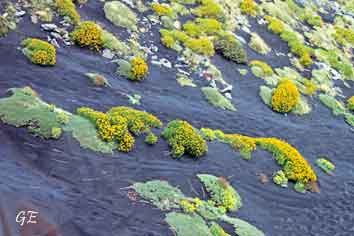 Sicilia_Etna_taubane_mose
