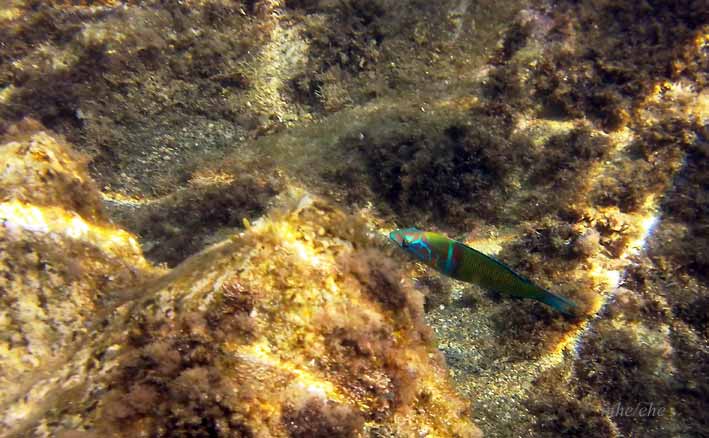 Sicilia_Taormina_undervannsbilde